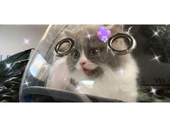 -喵zoo家庭繁育猫舍(尖东智能花园店)