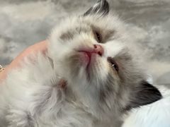 -楼上猫咖(罗湖店)