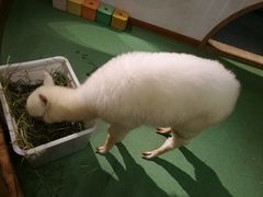 -藦茜花园宠物主题亲子互动体验馆(国顺东路店)