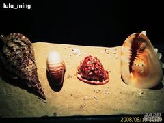 -亚龙湾中心广场·贝壳馆