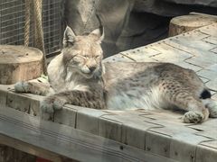 -青藏高原野生动物园