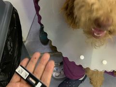 -达爱动物医院·犬猫分区·CT·复杂眼科(远洋山水分院)