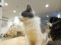 -楼上猫咖(罗湖店)