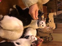 -猫色咖啡·猫咖