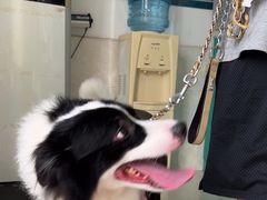 -乐琪宠物医院·犬猫专科·骨外科·急重症
