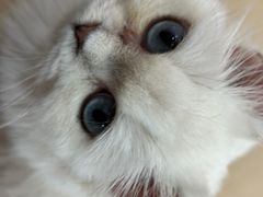 -1013 PET SHOP 宠物商店(近铁城市广场店)