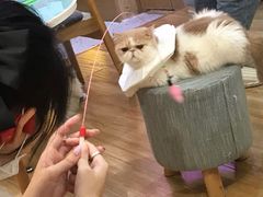 -滚猫咖啡·猫咖·猫友好撸猫(未来城店)