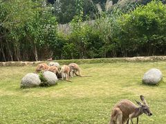 -泉州海丝野生动物世界