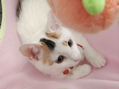 -瑞鹏宠物医院·骨科·猫科·内科(第一中心)