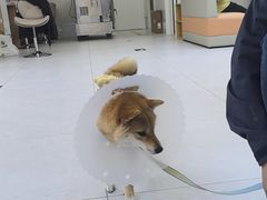 -达爱动物医院·犬猫分区·CT·复杂眼科(远洋山水分院)
