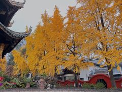 -青羊宫