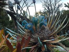 -奥兰多迪士尼动物王国乐园