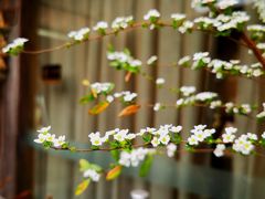 -悦哉·派对·草坪婚礼·围炉煮茶(三圣乡店)