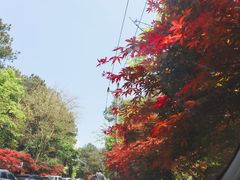 -铁山坪森林公园