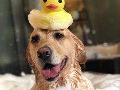 -PETKIT小佩宠物(古北店)