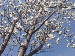 -重元寺香积厨素斋馆