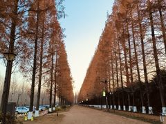 -黄海国家森林公园