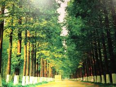 -黄海国家森林公园