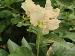 -洛阳市隋唐城遗址植物园