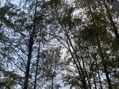 -合肥滨湖国家森林公园