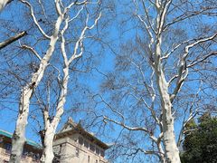 -武汉大学-樱园