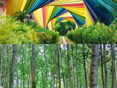 -合肥滨湖国家森林公园