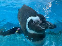 -帝企鹅自助餐厅•儿童岛•真企鹅(长隆企鹅酒店)