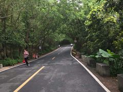 -大屏嶂森林公园