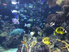 -西雅图水族馆