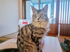 -猫在这儿猫咪咖啡馆·撸猫馆