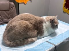-半岛宠物医院24小时(科华中路店)
