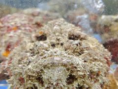 石头鱼-德胜轩正宗顺德菜(宝安沙井会展中心店)