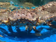 -徐记海鲜·家宴(南油永新汇店)