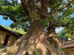 -杨家堂村