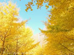 -长白岛森林公园