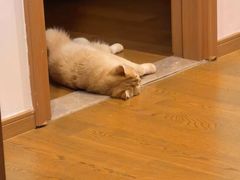 -欣宠猫屋·矮脚拿破仑·蓝金金渐层