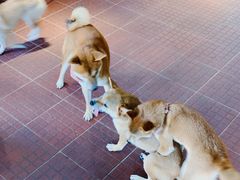 -柴犬高等学院·狗咖·柴犬售卖·宠物训练