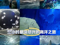 -上海海洋水族馆