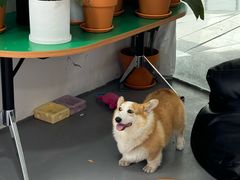 -LaFBagel手作烘焙工作室