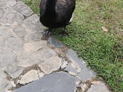-合肥野生动物园