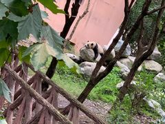 景点-成都大熊猫繁育研究基地