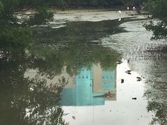 -大亚湾红树林城市湿地公园