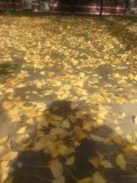 -四川大学(华西校区)