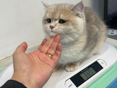 -艾贝尔宠物医院·24H转诊中心·肿瘤猫专科(江宁双龙店)