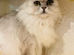-猫小院猫主题咖啡厅(北锣店)