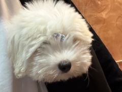 -momokira米努特·德文卷毛猫·棉花面纱犬