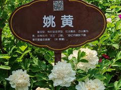 -洛阳市牡丹公园