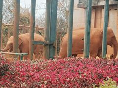 -昆明动物园
