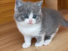 -柚子猫舍·精品猫舍购猫·猫咪认养·购宠·宠物店