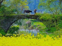 -婺源风景区
